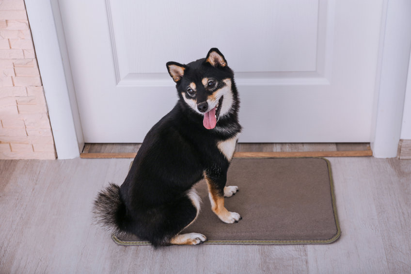 a dog sitting on a mat in front of a door