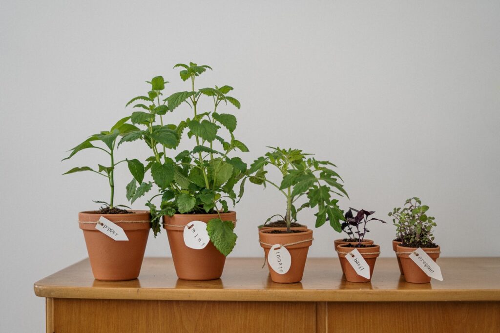 five pots with plants on a wooden table