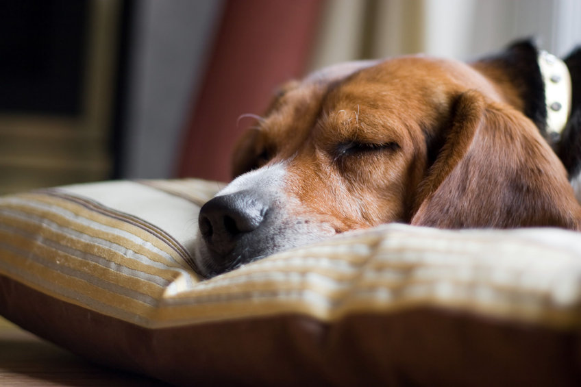 a dog sleeping on a pillow