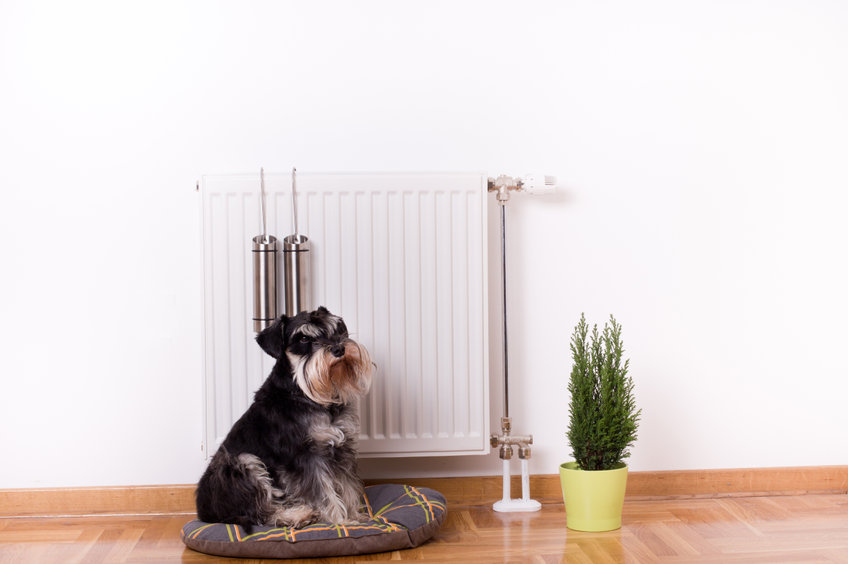 a dog sitting on a bed next to a radiator