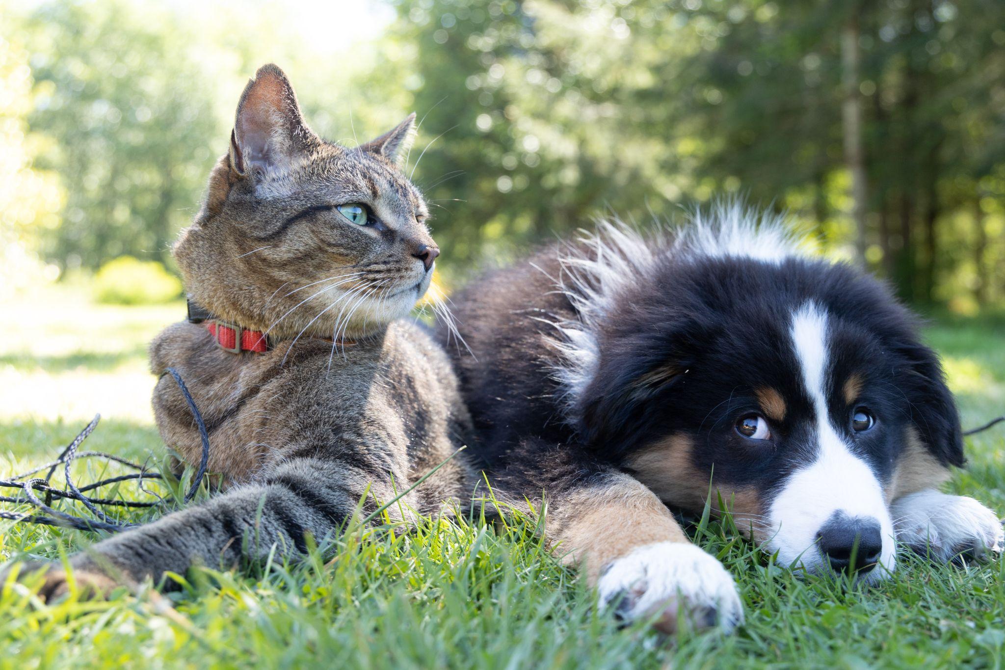 a cat and dog laying on the grass