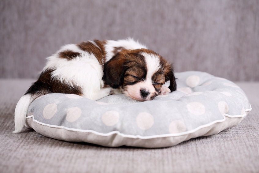 a puppy sleeping on a pillow
